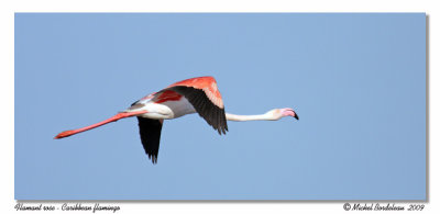 Flamant rose  Caribbean flamingo