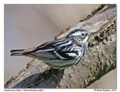Paruline noir et blanc  Black & white warbler