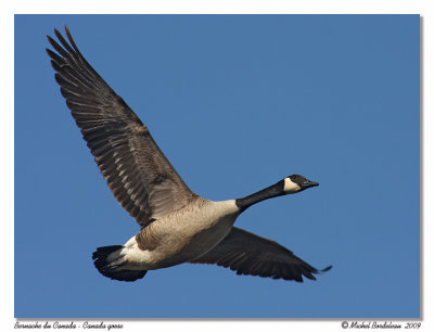 Bernache du Canada  Canada goose
