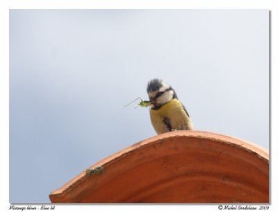 Msange bleue  Blue tit