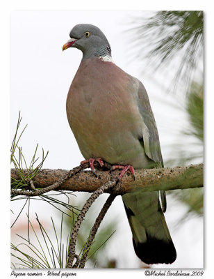 Pigeon ramier  Wood pigeon