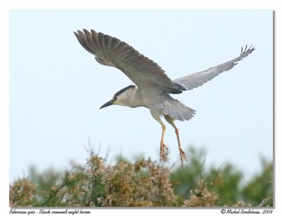 Bihoreau gris  Black crowned night heron