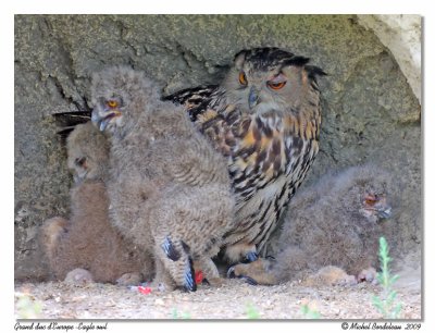 Grand duc d'Europe  Eagle owl