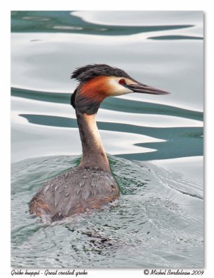 Grbe hupp  Great crested grebe