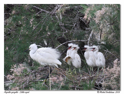 Aigrette garzette  Little egret