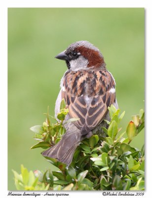 Moineau domestique  House sparrow