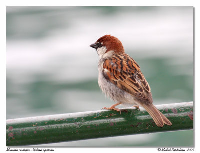 Moineau cisalpin  Italian sparrow