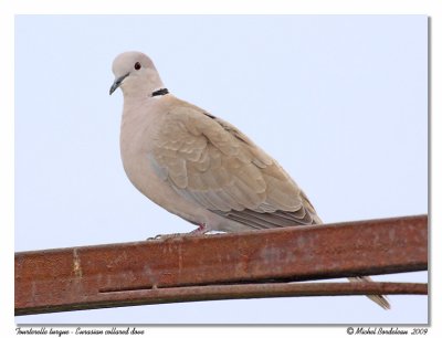 Tourterelle turque  Eurasian collared dove