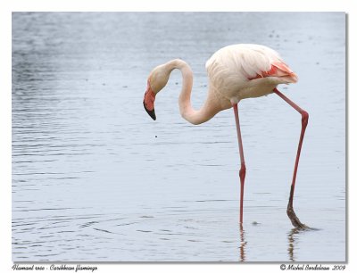 Flamant rose  Caribbean flamingo