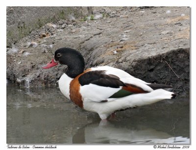 Tadorne de Belon  Common shelduck