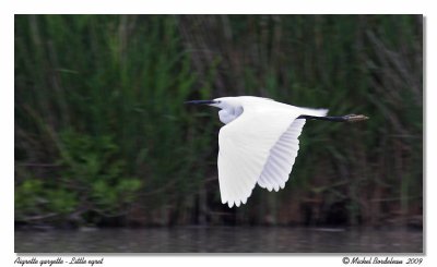 Aigrette garzette  Little egret