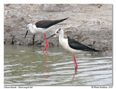 chasse blanche  Black winged stilt