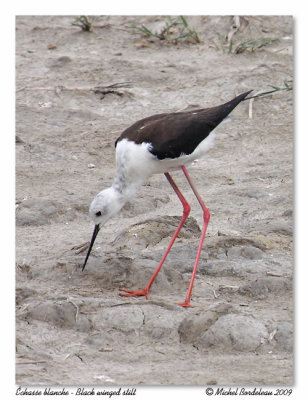 chasse blanche  Black winged stilt