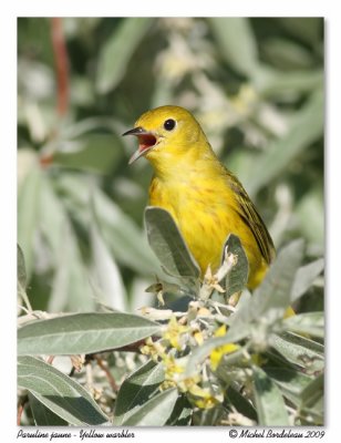 Paruline jaune <br/> Yellow warbler
