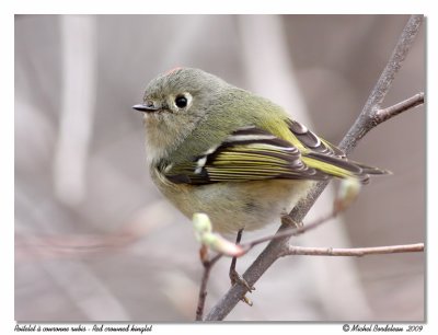 Roitelet  couronne rubis - Ruby crowned kinglet