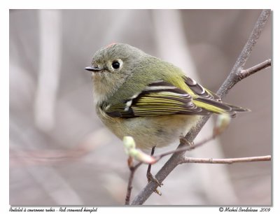 Roitelet  couronne rubis  Ruby crowned kinglet