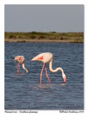 Flamants roses  Caribbean flamingos