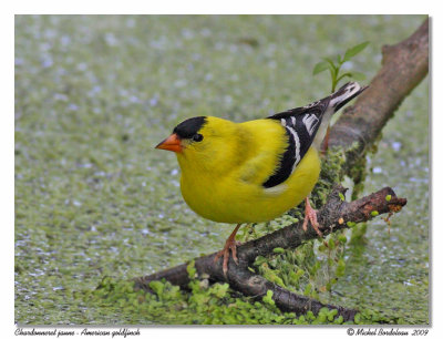 Chardonneret jaune American goldfinch