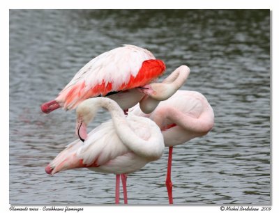 Flamants roses  Caribbean flamingos