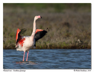 Flamant rose  Caribbean flamingo