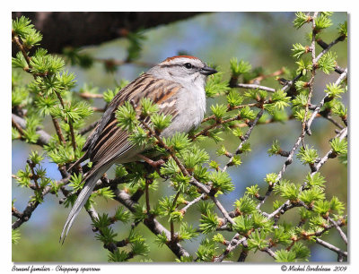 Bruant familier  Chipping sparrow