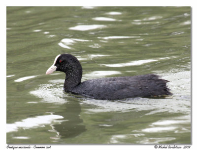 Foulque macroule  Common coot