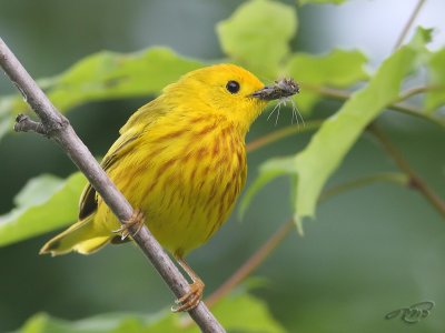 Paruline jaune  Yellow warbler