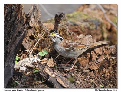 Bruant  gorge blanche  White throated sparrow