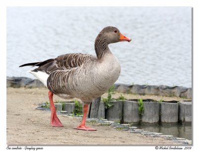 Oie cendrée Greylag goose