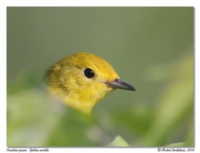 Paruline jaune  Yellow warbler