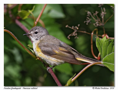 Paruline flamboyante  American redstart