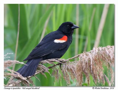 Carouge  paulettes  Red winged blackbird