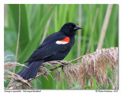 Carouge à épaulettes Red winged blackbird