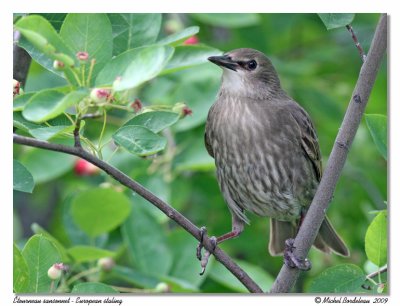 tourneau sansonnet  European starling