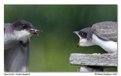 Tyran tri-tri  Eastern kingbird