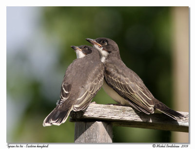 Tyran tri tri  Eastern kingbird