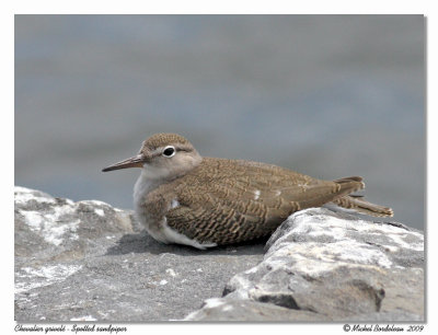 Chevalier grivel  Spotted sandpiper