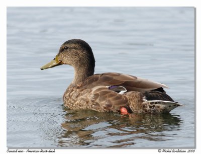 Canard noir  Black duck