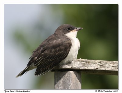 Tyran tri tri  Eastern kingbird