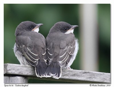 Tyran tri tri  Eastern kingbird