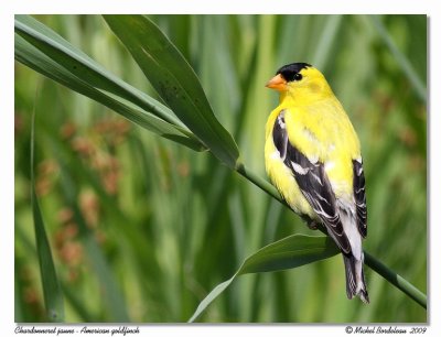 Chardoneret jaune  American goldfinch