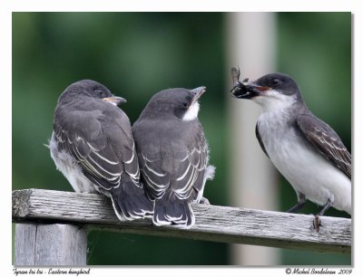 Tyran tri tri  Eastern kingbird