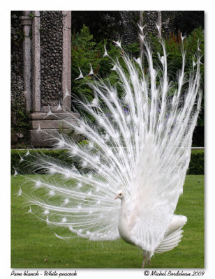 Paon blanc  White peacock