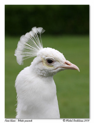 Paon blanc  White peacock