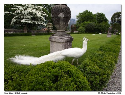 Paon blanc  White peacock