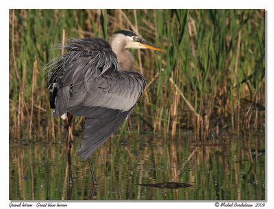 Grand héron Great blue heron