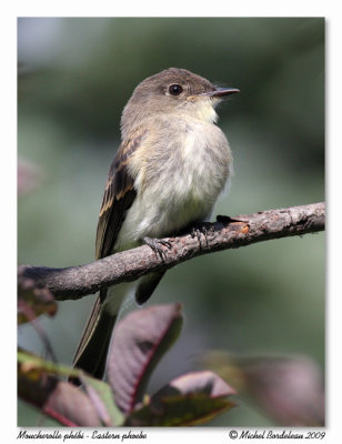 Moucherolle phbi  Eastern phoebe