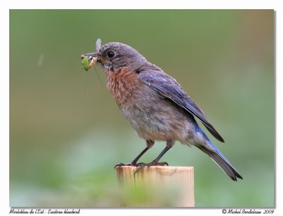 Merlebleu de l'Est  Eastern bluebird