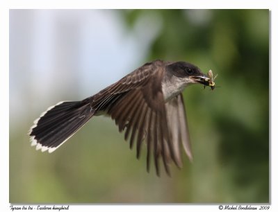 Tyran tri-tri  Eastern kingbird