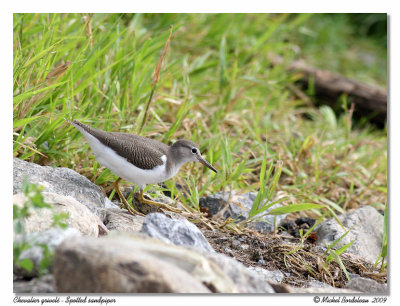 Chevalier grivel  Spotted sandpiper